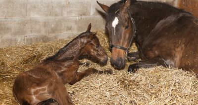 Scientists produce equine embryos through frozen sperm IVF